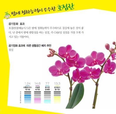 사진=농촌진흥청/밤에 정화능력이 우수한 호접란