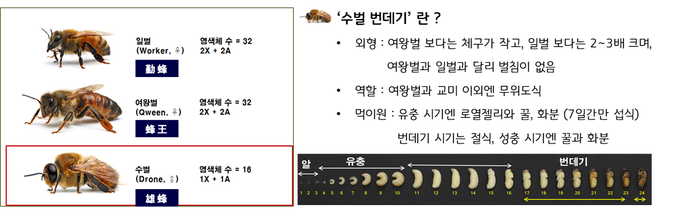 사진=농촌진흥청/수벌 번데기란?