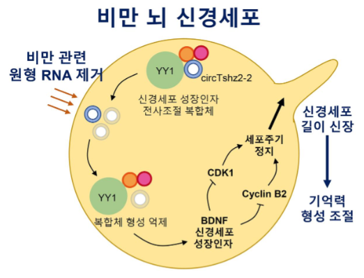 사진=전남대/비만과 기억형성 상관도