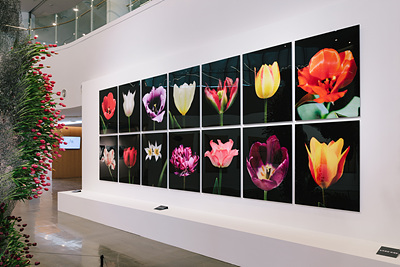 사진=서울시/튤립展 이미지