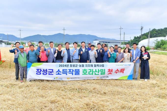 장성군, ‘슈퍼푸드’ 호라산 밀 수확 성공!
