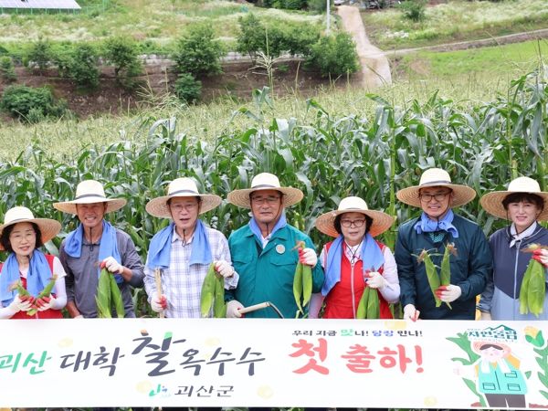 괴산군, 대표 농산물 괴산대학찰옥수수 첫 출하 행사 열어