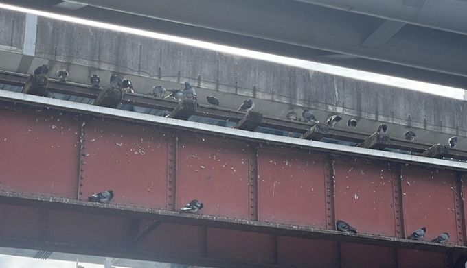 광주광역시, 식중독 위험 ‘비둘기 배설물’ 주의