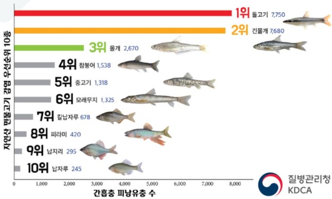 간흡충 감염 위험 자연산 민물고기