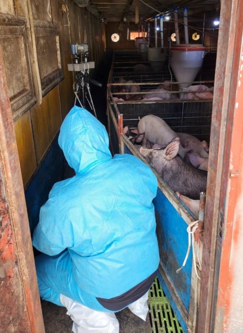 악취저감 미생물 처리로 돈사 내 복합악취 33% 감소 효과 확인