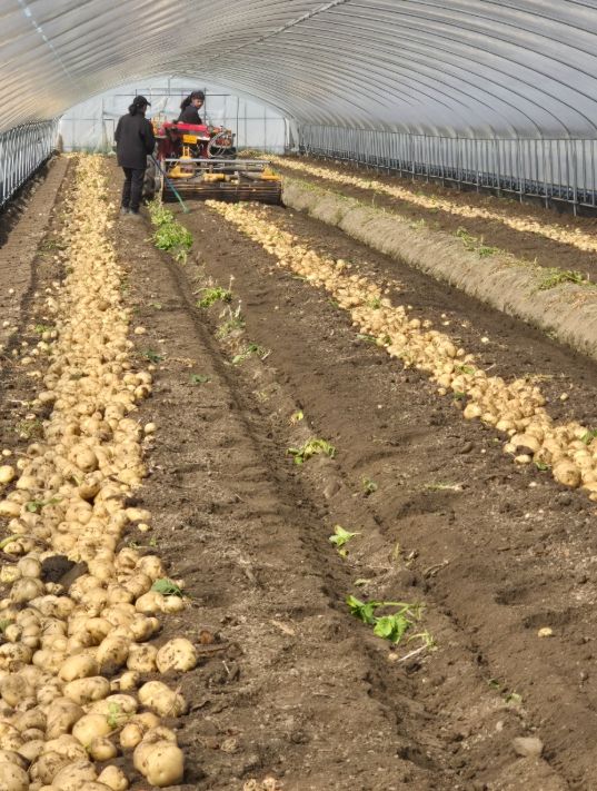 춘향골 햇감자 출하한창”