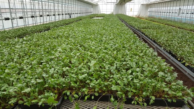 울진군, 2025년 벼 육묘용 상토 무상공급으로 벼 재배 농업인 부담 줄인다