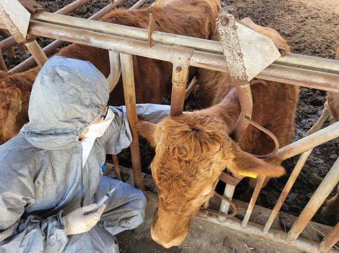 경남도, 럼피스킨 백신 일제접종 시작 가축전염병 예방 선제적 대응