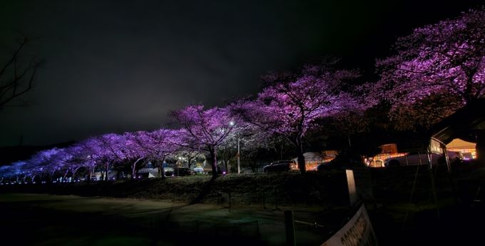 달창지벚꽃길 초입 350m 정도 구간에 야간경관조명