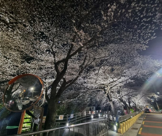 개금동 벚꽃데크길 경관조명 설치 완료
