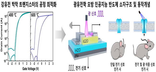 인공지능 반도체 소자 구조 및 개념도