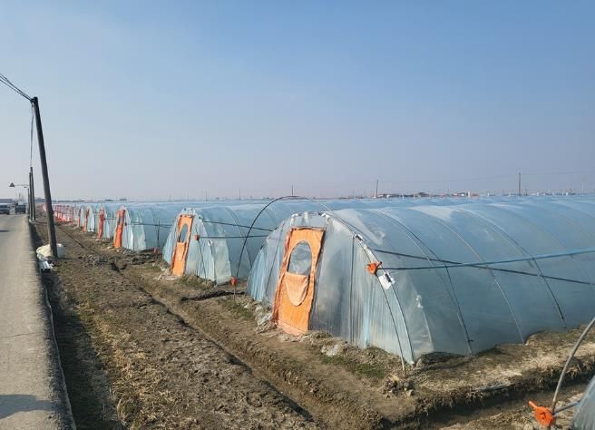 지평선광활감자