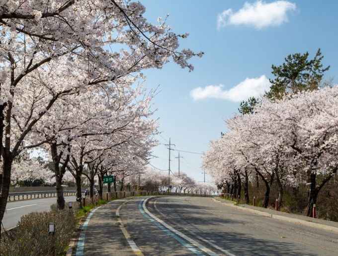 1. 고인돌공원 왕벚꽃길