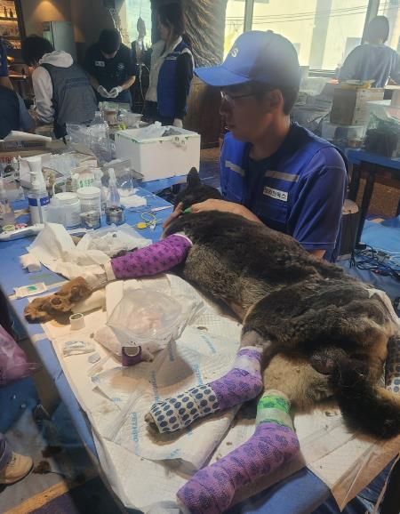 피해 현장에서 진료받고 있는 구조견