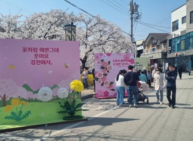 김천시달라진 연화지 벚꽃, 내년이 더 기대된다