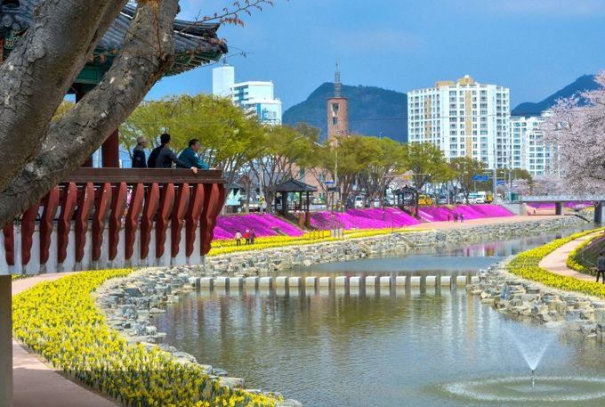 순창군 양지천 일대 꽃잔디 등 만개…지역 새 명소로 부상