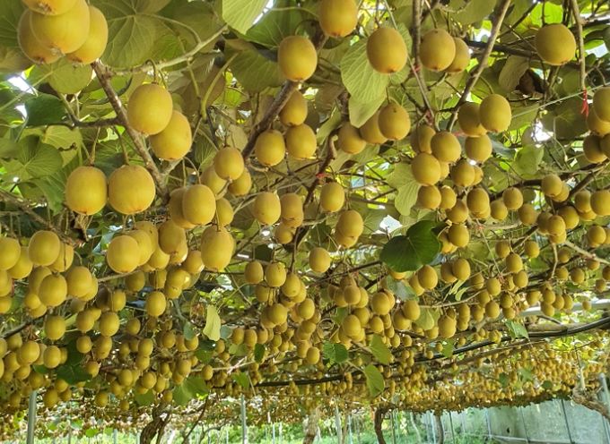 (친환경농산물 유기농 키위