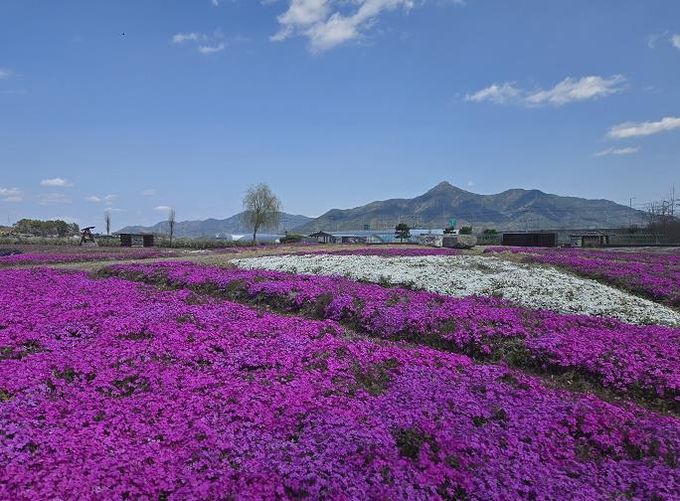 들판에 새로운 색을 입히다