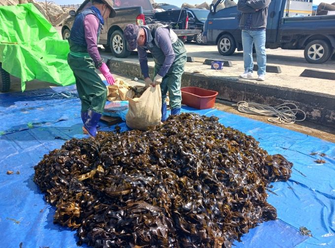 울진군, 청정 해역서 미역채취 한창