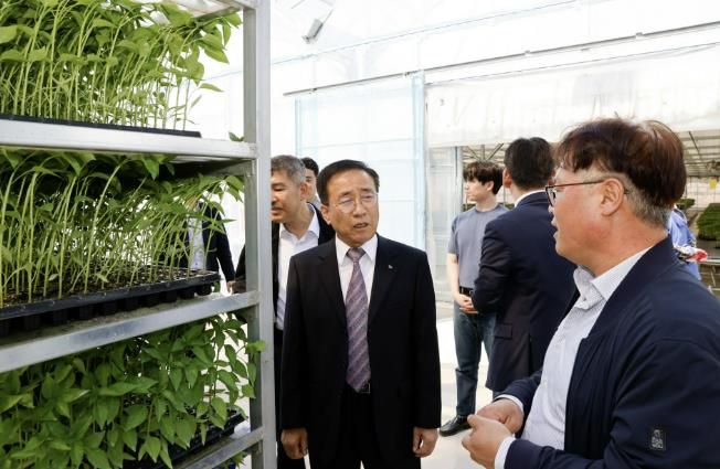 생육 마친 고추묘 사진