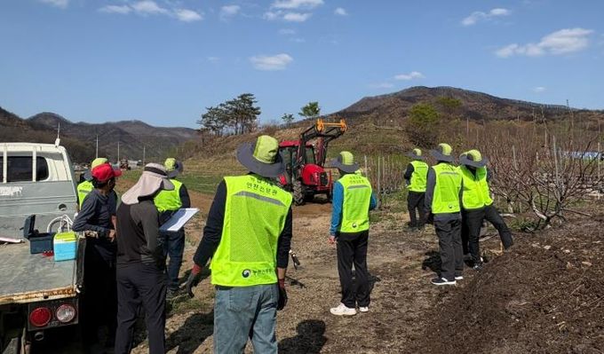 의성군, 산불 피해 지역 영농 회복 총력...고추 정식 작업 지원 나서