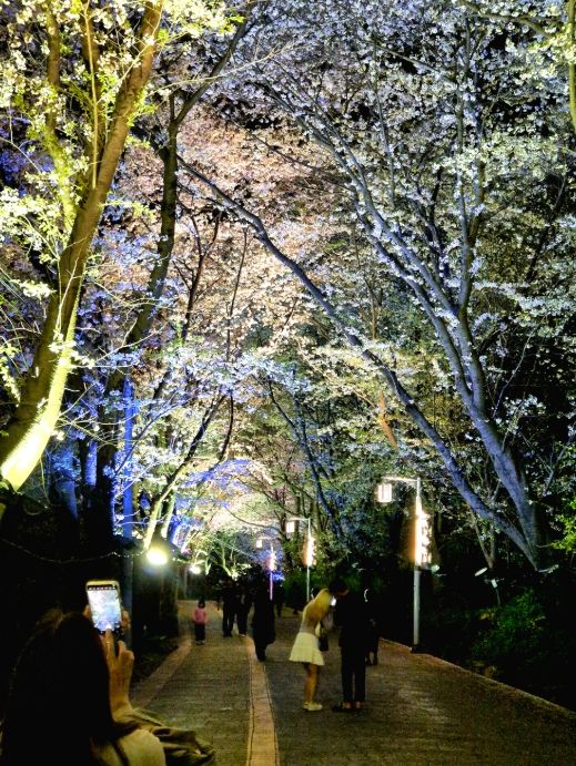 강화군, 북문 벚꽃길 야간 관람 행사