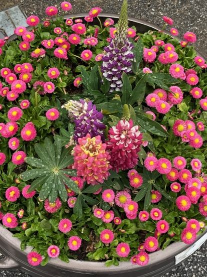 울진군 전역 아름다운 봄꽃으로 물들다