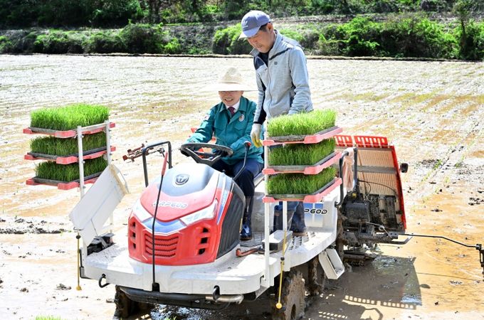 대구시 군위군, 첫 모내기 시작