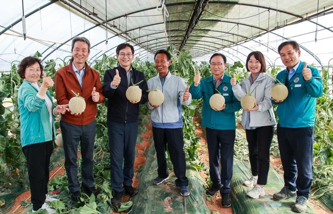 달콤한 영암의 맛, 첫 수확한 멜론 맛보세요