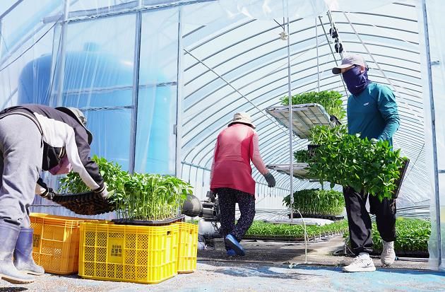 청송군, 고추우량종묘보급사업 실시