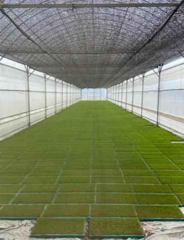 백운농협 공동육모장 육묘