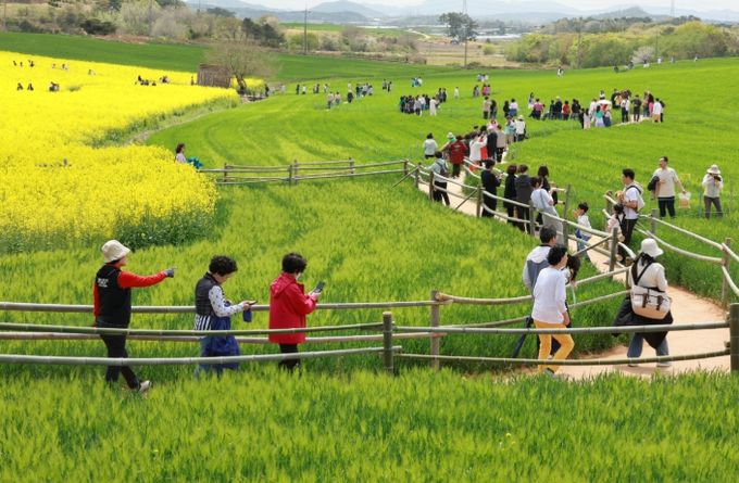 제22회 고창 청보리밭 축제
