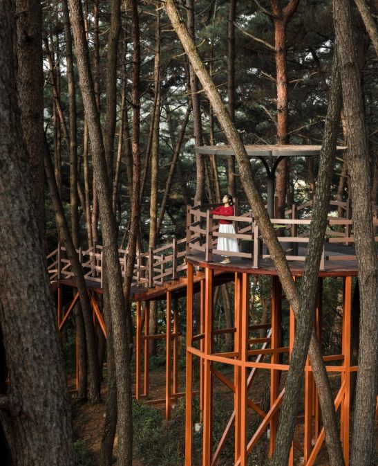 금강 따라 녹차향 퍼지는 익산 '함라산'