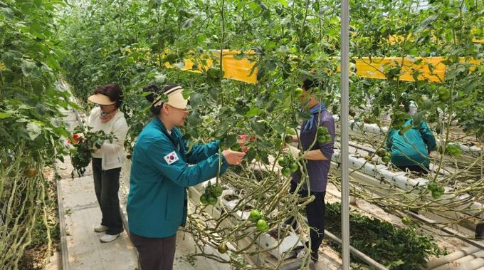 완주군 농업축산과 직원, 농촌 일손 돕기 나서