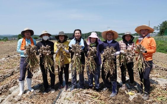 창녕군, 마늘·양파 수확철 맞아 인력 수급 총력 대응