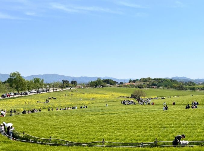 고창청보리밭축제 51만명 방문 대박