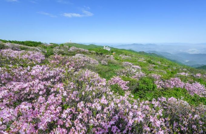 소백산에 철쭉 핀 모습