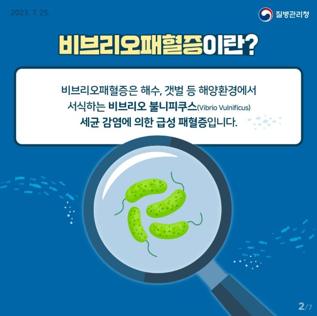 비브리오패혈증 카드뉴스