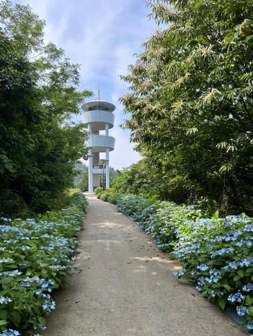 나주시 동강면 한반도지형 전망대 일원에 수국이 만개했다(전망대)