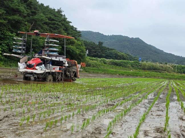 남원시, 가루쌀(바로미2) 모내기 한창중!