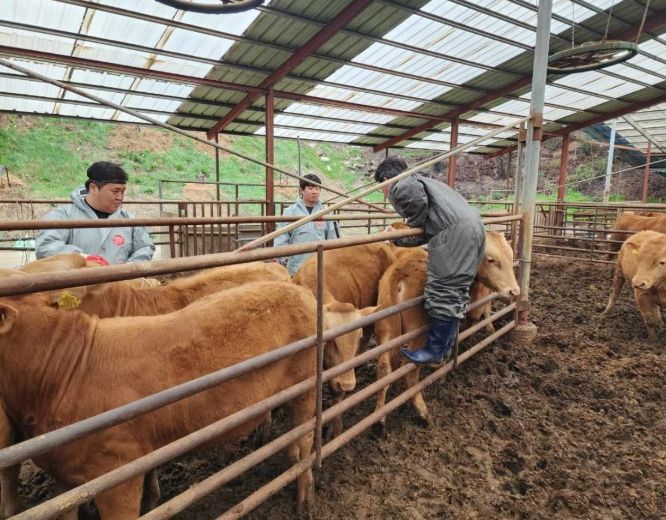 송아지 럼피스킨 백신 일제접종 실시