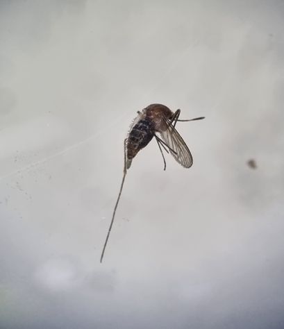 채집된 작은빨간집모기