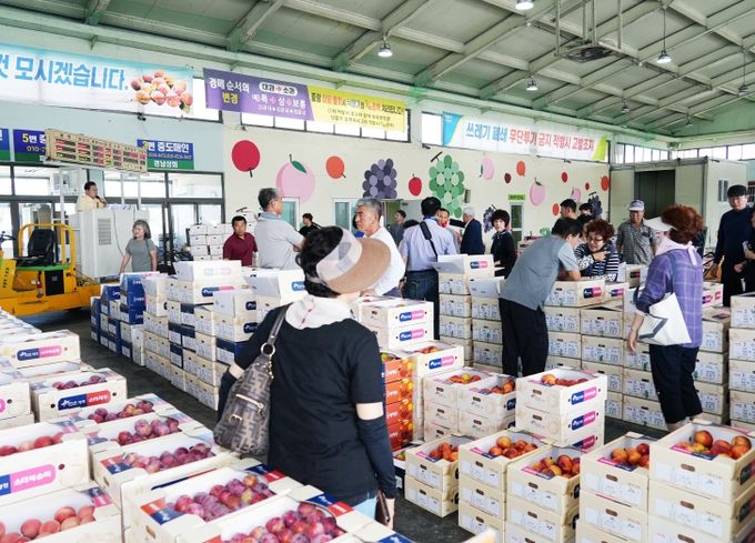 영천, 여름철 과일 본격 출하!