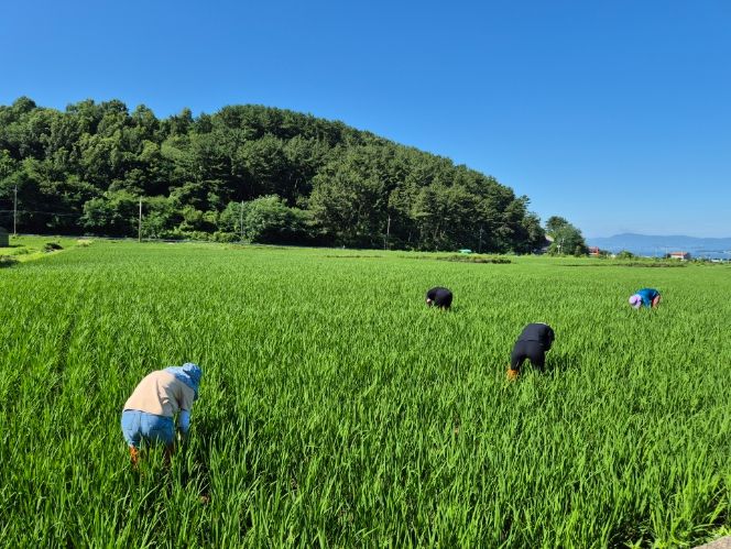 예찰로 시작하는 병해충 관리