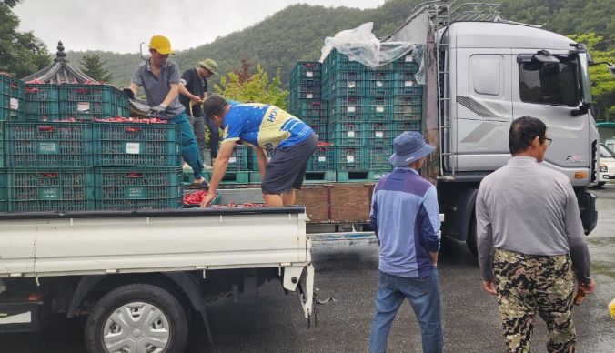 명호 홍고추, 수매 시작됐다