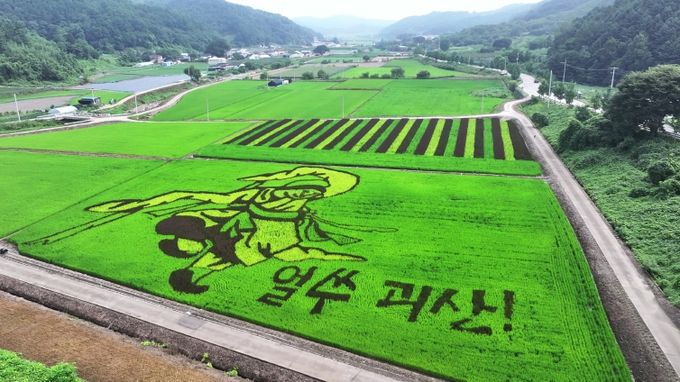 괴산군 유색벼 논 그림 '무동'