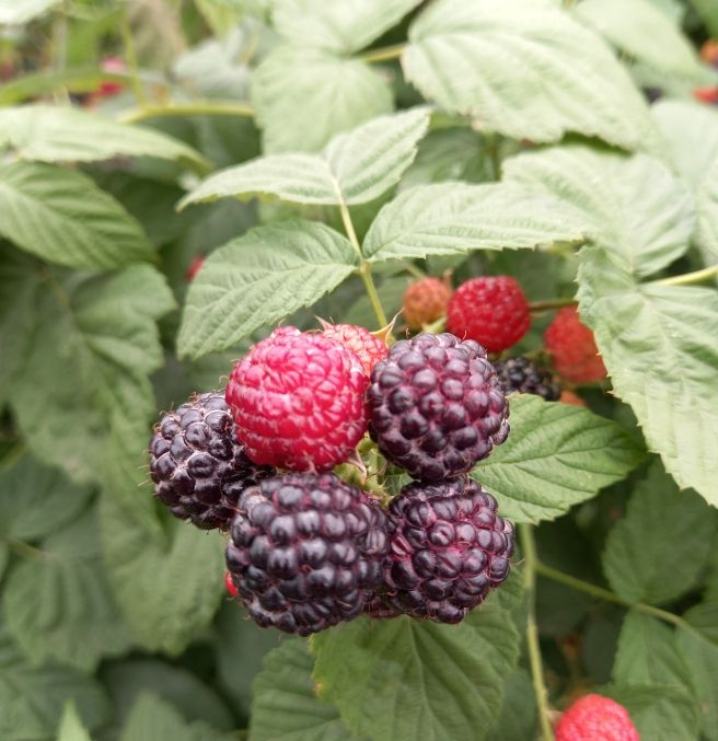 , 고창 복분자 활용 ‘다용도 기능성 첨가제‘ 특허등록