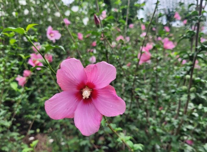 무궁화1_바다향기수목원 무궁화원