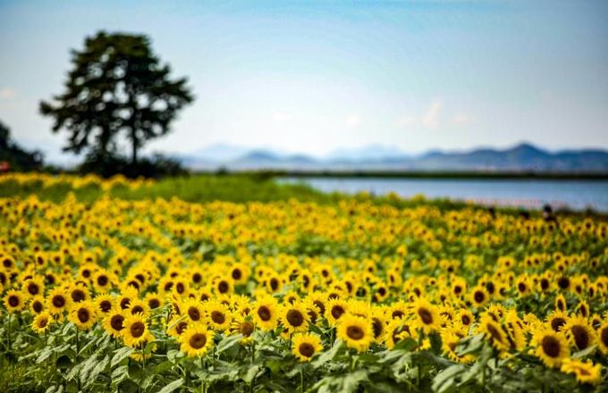 강화군, 주민 손길로 가꾼 교동도 해바라기 정원… 오는 23일 축제 개막(1_2024년 만개 사진).