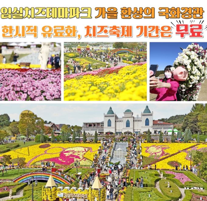 임실치즈테마파크, 가을 환상적인 국화경관 한시적 유료화…